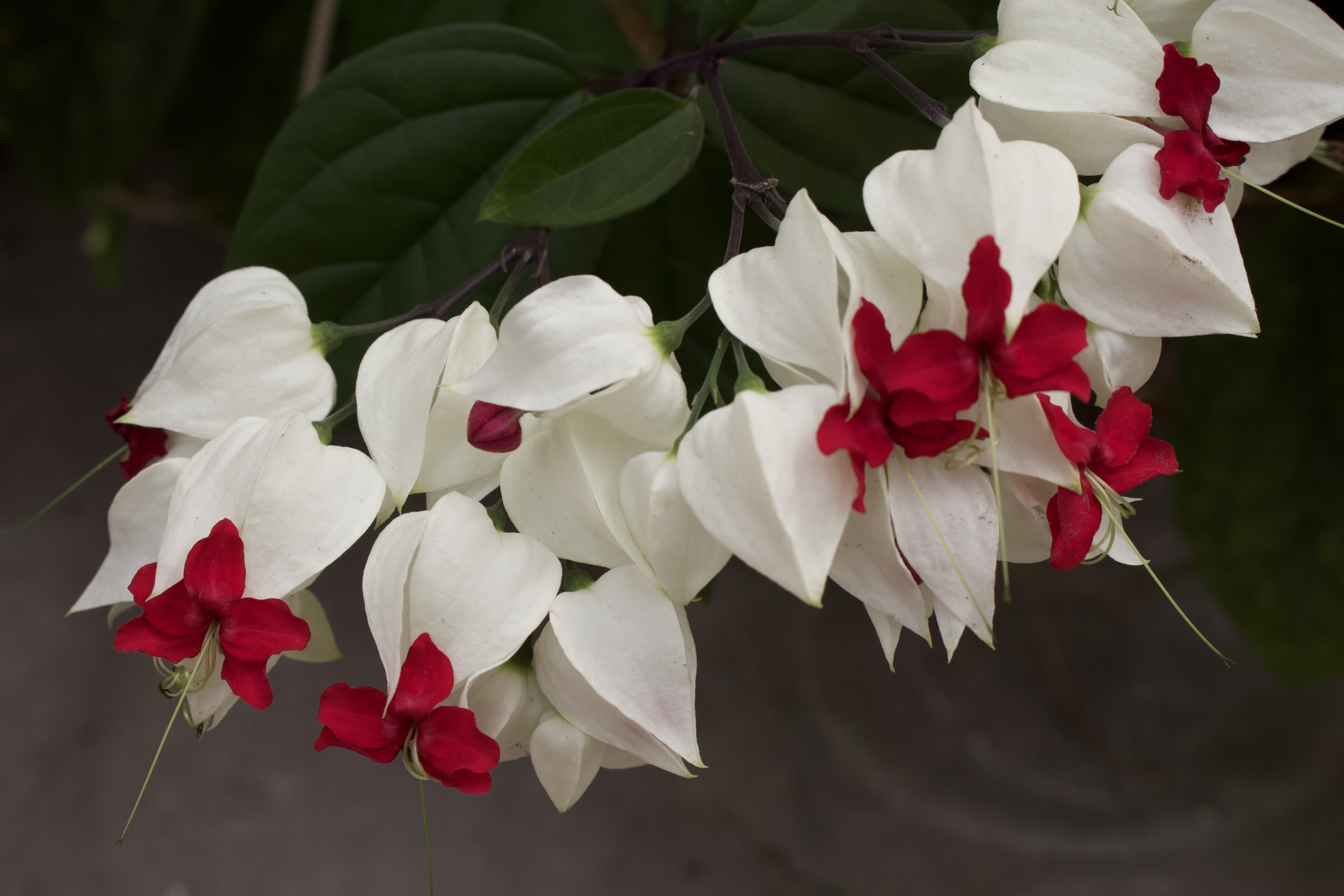 Bleeding Heart Vine