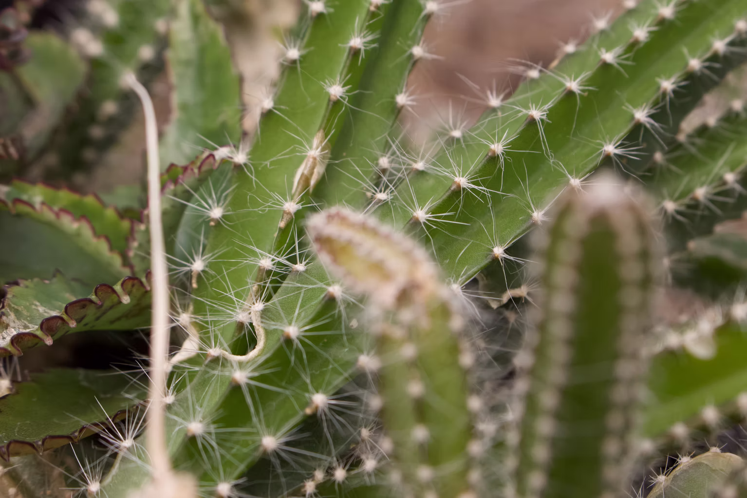 Cactus
