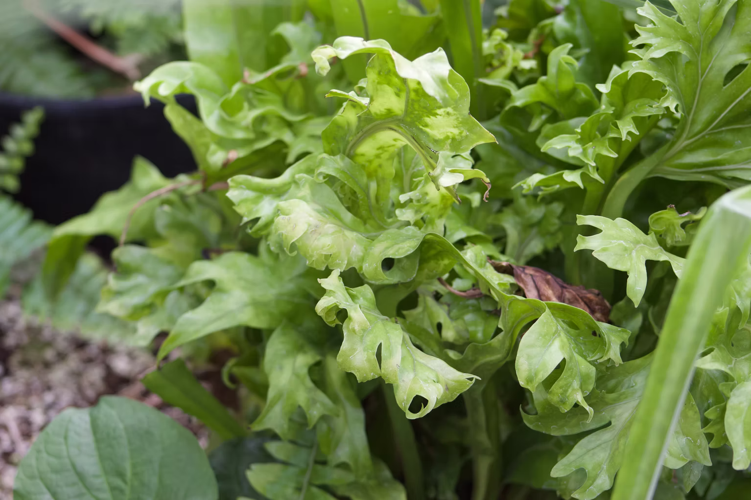 Leaf Lettuce