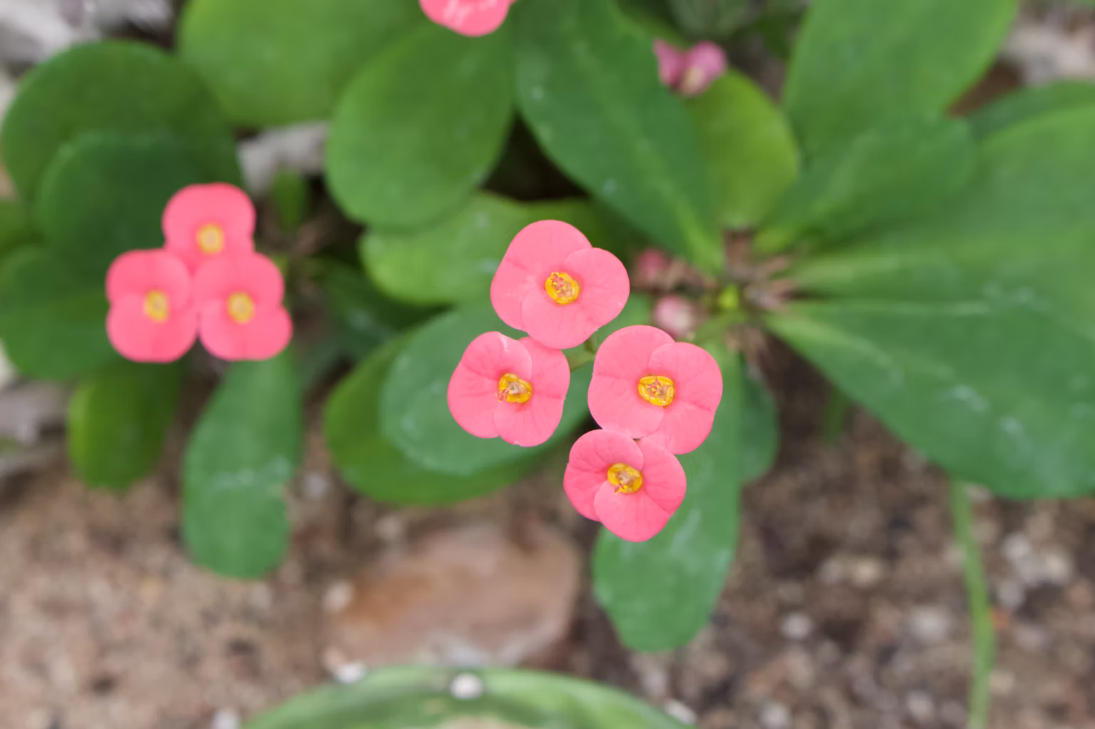 Crown of Thorns