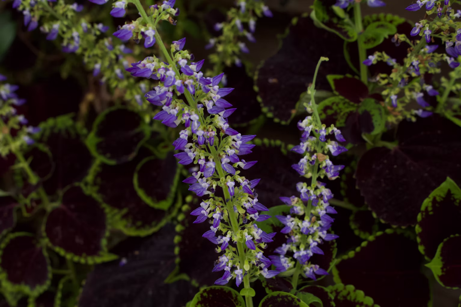 Nature Photography