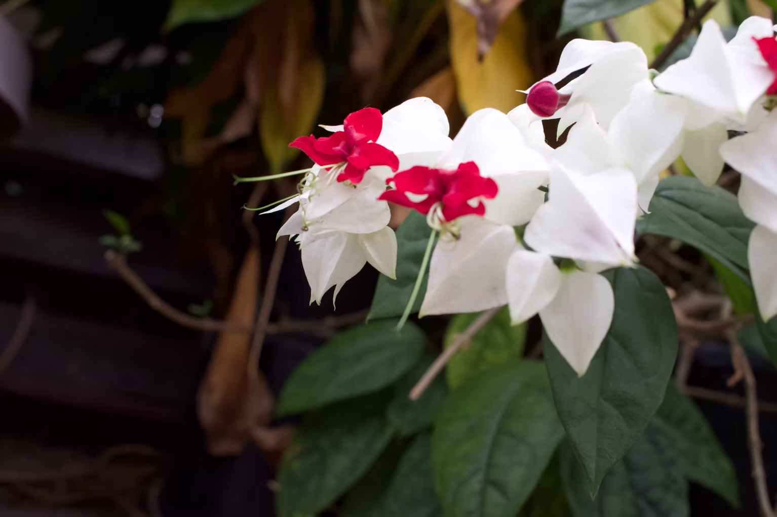 Nature Photography